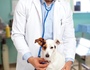 Неврология и нейрохирургия в     ветеринарной практике