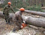 Удостоверение вальщика леса